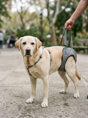 PawVera Dog Lift Harness - image 3